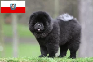 Lire la suite à propos de l’article Éleveurs de Chow-Chow et chiots en Thuringe