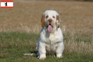 Lire la suite à propos de l’article Éleveurs de Clumber Spaniel et chiots à Berlin