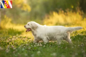 Lire la suite à propos de l’article Éleveurs de Clumber Spaniel et chiots en Grand Est