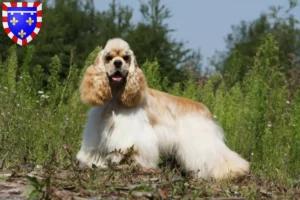 Lire la suite à propos de l’article Éleveurs de Cockers américains et chiots en Centre-Val de Loire