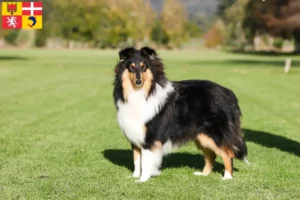 Lire la suite à propos de l’article Éleveurs de collies et chiots en Auvergne-Rhône-Alpes