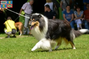 Lire la suite à propos de l’article Éleveurs de collies et chiots en Bourgogne-Franche-Comté