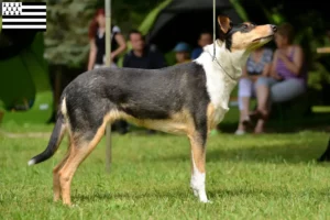 Lire la suite à propos de l’article Éleveurs de colleys et chiots en Bretagne