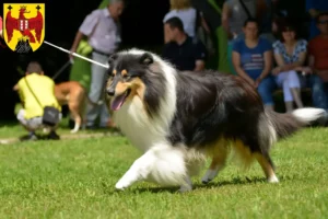 Lire la suite à propos de l’article Éleveurs de colleys et chiots dans le Burgenland