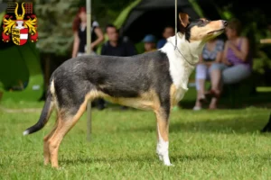 Lire la suite à propos de l’article Éleveurs de colleys et chiots en Carinthie