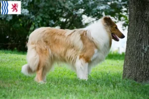 Lire la suite à propos de l’article Éleveurs de collies et chiots en Nouvelle-Aquitaine