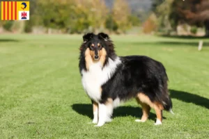 Lire la suite à propos de l’article Éleveurs de collies et chiots en Provence-Alpes-Côte d’Azur