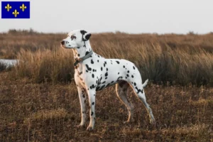 Lire la suite à propos de l’article Éleveurs de dalmatiens et chiots en Île-de-France