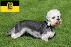 Lire la suite à propos de l’article Dandie Dinmont Terrier éleveurs et chiots en Baden-Württemberg