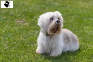 Lire la suite à propos de l’article Dandie Dinmont Terrier éleveurs et chiots en Corse