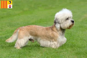 Lire la suite à propos de l’article Dandie Dinmont Terrier éleveurs et chiots en Provence-Alpes-Côte d’Azur