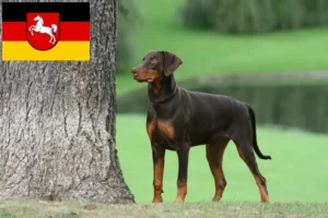 Lire la suite à propos de l’article Dobermann éleveurs et chiots en Basse-Saxe