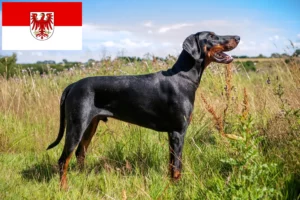 Lire la suite à propos de l’article Dobermann éleveurs et chiots dans le Brandebourg