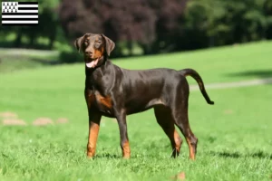 Lire la suite à propos de l’article Dobermann éleveurs et chiots en Bretagne