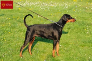 Lire la suite à propos de l’article Éleveurs de dobermans et chiots en Occitanie