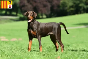 Lire la suite à propos de l’article Dobermann éleveurs et chiots en Provence-Alpes-Côte d’Azur