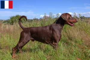 Lire la suite à propos de l’article Dobermann éleveurs et chiots à la Réunion