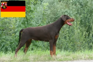 Lire la suite à propos de l’article Dobermann éleveurs et chiots en Rhénanie-Palatinat