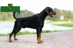 Lire la suite à propos de l’article Dobermann éleveurs et chiots en Saxe