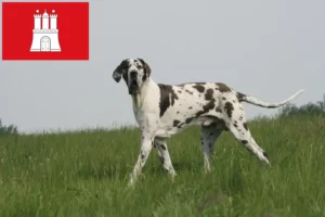 Lire la suite à propos de l’article Dogue allemand éleveur et chiots à Hambourg