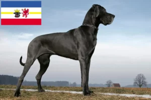 Lire la suite à propos de l’article Dogue allemand éleveurs et chiots dans le Mecklembourg-Poméranie occidentale