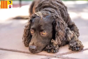 Lire la suite à propos de l’article Éleveurs d’American Water Spaniel et chiots en Provence-Alpes-Côte d’Azur