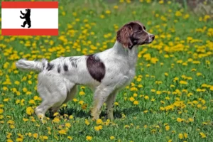 Lire la suite à propos de l’article English Springer Spaniel Éleveurs et chiots à Berlin