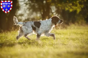 Lire la suite à propos de l’article Éleveurs d’English Springer Spaniel et chiots en Centre-Val de Loire