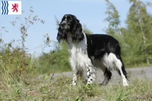 Lire la suite à propos de l’article Éleveurs de Springer Spaniel anglais et chiots en Nouvelle-Aquitaine