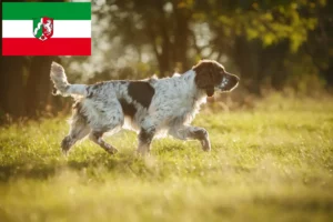 Lire la suite à propos de l’article Éleveurs de Springer Spaniel anglais et chiots en Rhénanie du Nord-Westphalie