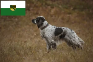 Lire la suite à propos de l’article English Springer Spaniel Éleveurs et chiots en Saxe