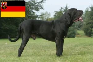 Lire la suite à propos de l’article Éleveurs de Fila Brasileiro et chiots en Rhénanie-Palatinat