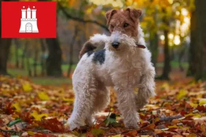 Lire la suite à propos de l’article Éleveurs de fox-terriers et chiots à Hambourg