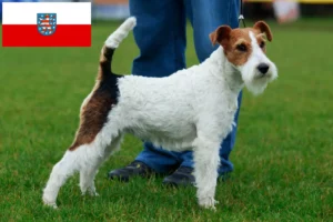 Lire la suite à propos de l’article Éleveurs de fox-terriers et chiots en Thuringe