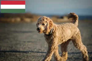 Lire la suite à propos de l’article Goldendoodle éleveurs et chiots en Hongrie