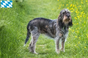 Lire la suite à propos de l’article Griffon Bleu de Gascogne Éleveurs et chiots en Bavière