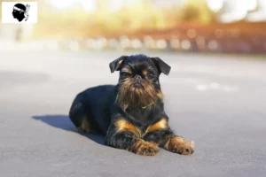 Lire la suite à propos de l’article Éleveurs de griffons nains belges et chiots en Corse