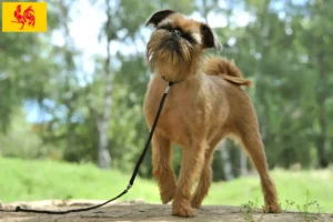 Lire la suite à propos de l’article Éleveurs de Griffons nains belges et chiots en Région wallonne