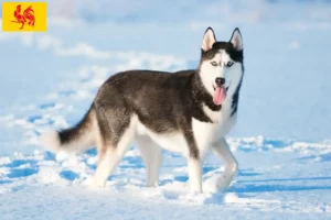 Lire la suite à propos de l’article Éleveurs de huskies et chiots en Région wallonne