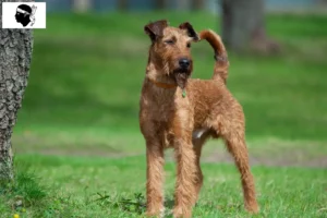 Lire la suite à propos de l’article Éleveurs d’Irish Terriers et chiots en Corse