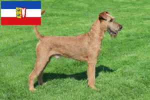 Lire la suite à propos de l’article Éleveurs d’Irish Terriers et chiots en Schleswig-Holstein