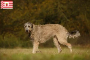 Lire la suite à propos de l’article Éleveurs d’Irish Wolfhounds et chiots à Brême