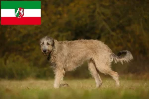 Lire la suite à propos de l’article Éleveurs d’Irish Wolfhounds et chiots en Rhénanie-du-Nord-Westphalie