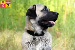 Lire la suite à propos de l’article Éleveurs de Kangal et chiots en Auvergne-Rhône-Alpes