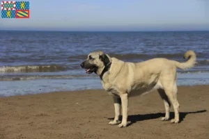 Lire la suite à propos de l’article Éleveurs de Kangal et chiots en Bourgogne-Franche-Comté