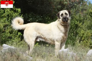 Lire la suite à propos de l’article Éleveurs de Kangal et chiots dans le Brandebourg