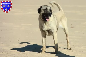 Lire la suite à propos de l’article Éleveurs de Kangal et chiots en Centre-Val de Loire