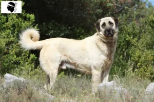 Lire la suite à propos de l’article Éleveurs de Kangal et chiots en Corse