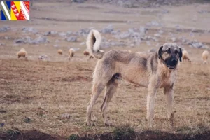 Lire la suite à propos de l’article Éleveurs de Kangal et chiots en Grand Est