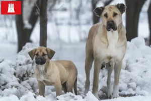 Lire la suite à propos de l’article Éleveurs de Kangal et chiots à Hambourg